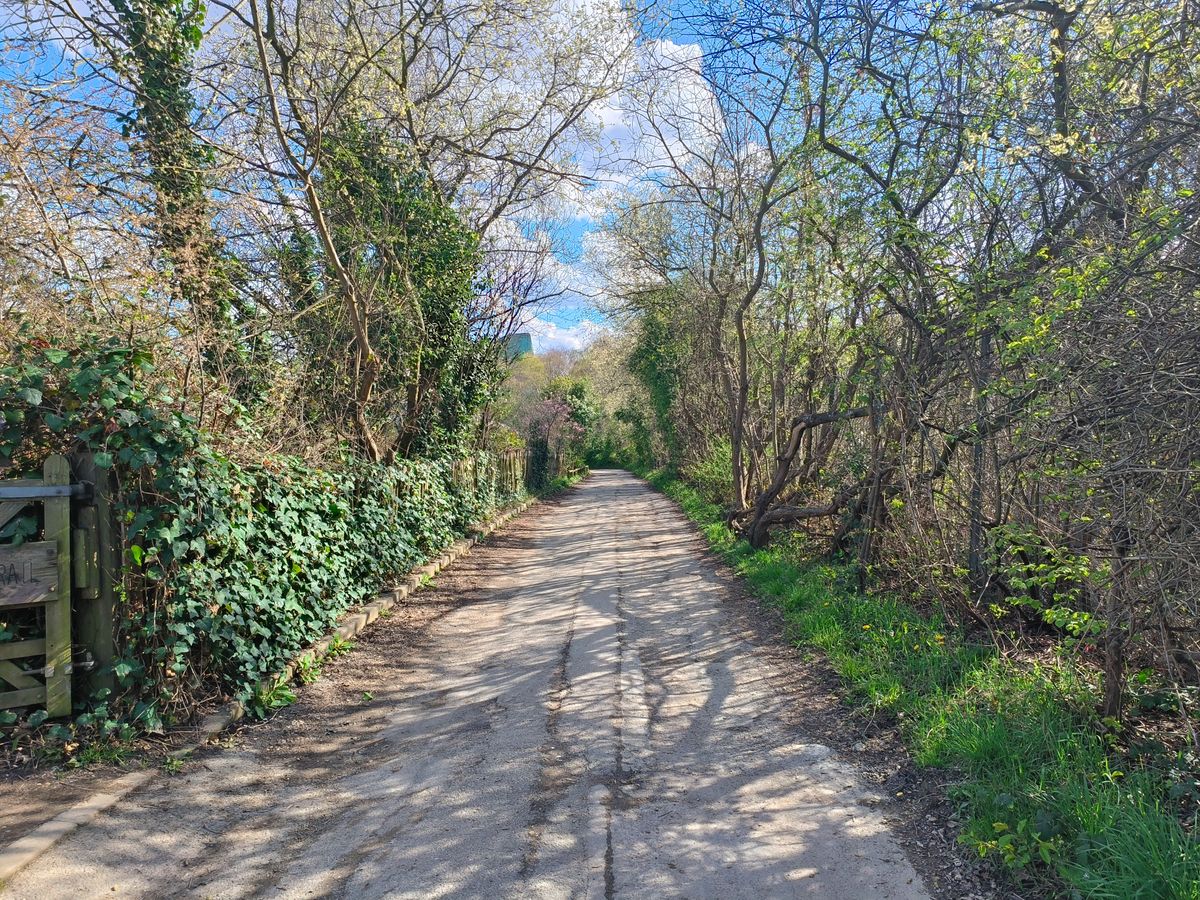 tree lined path OPPO Find N2 Flip camera