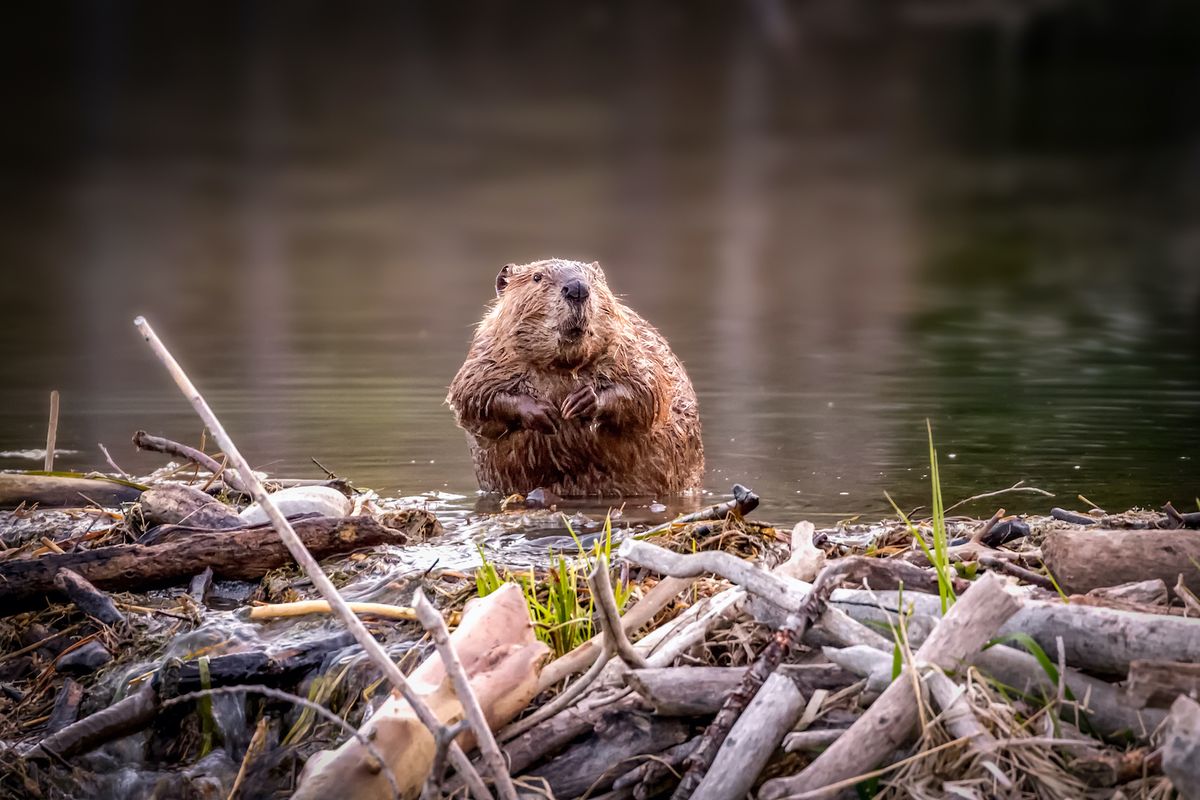 why-do-beavers-build-dams-live-science