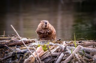 A beaver standing on top of its dam.