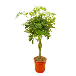 Schefflera Green Nora House Plant from Plants For All Seasons