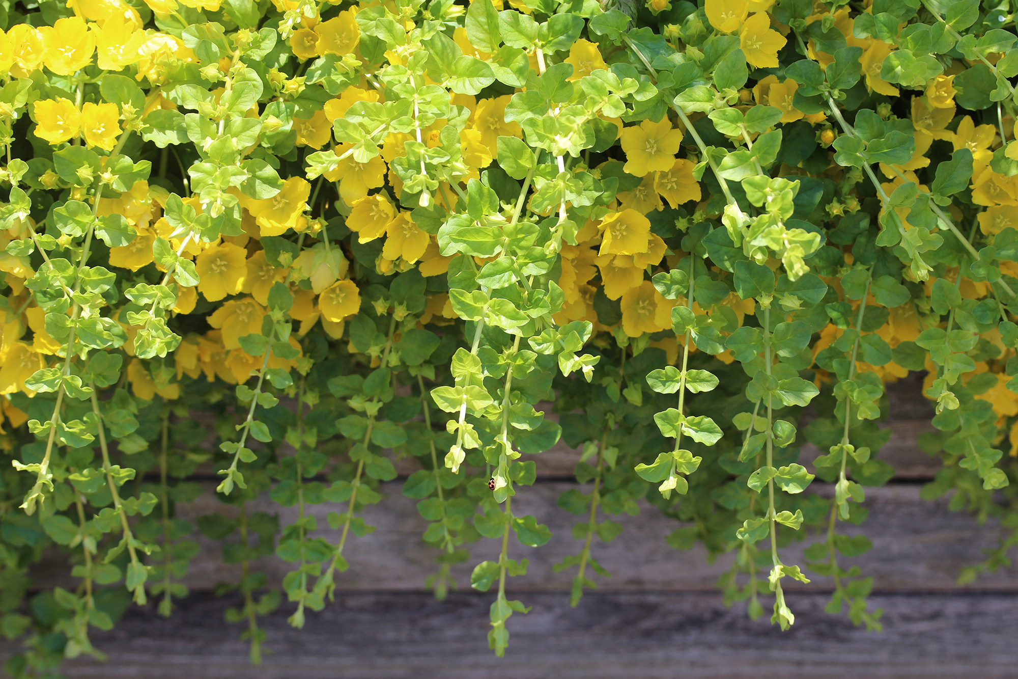 green and yellow creeping Jenny