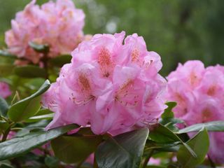 Pink rhododendron flowers