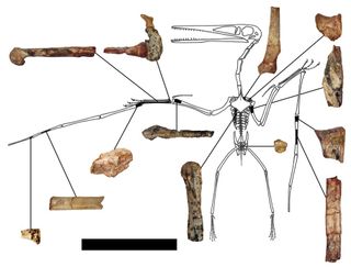 pterodactyloid fossil