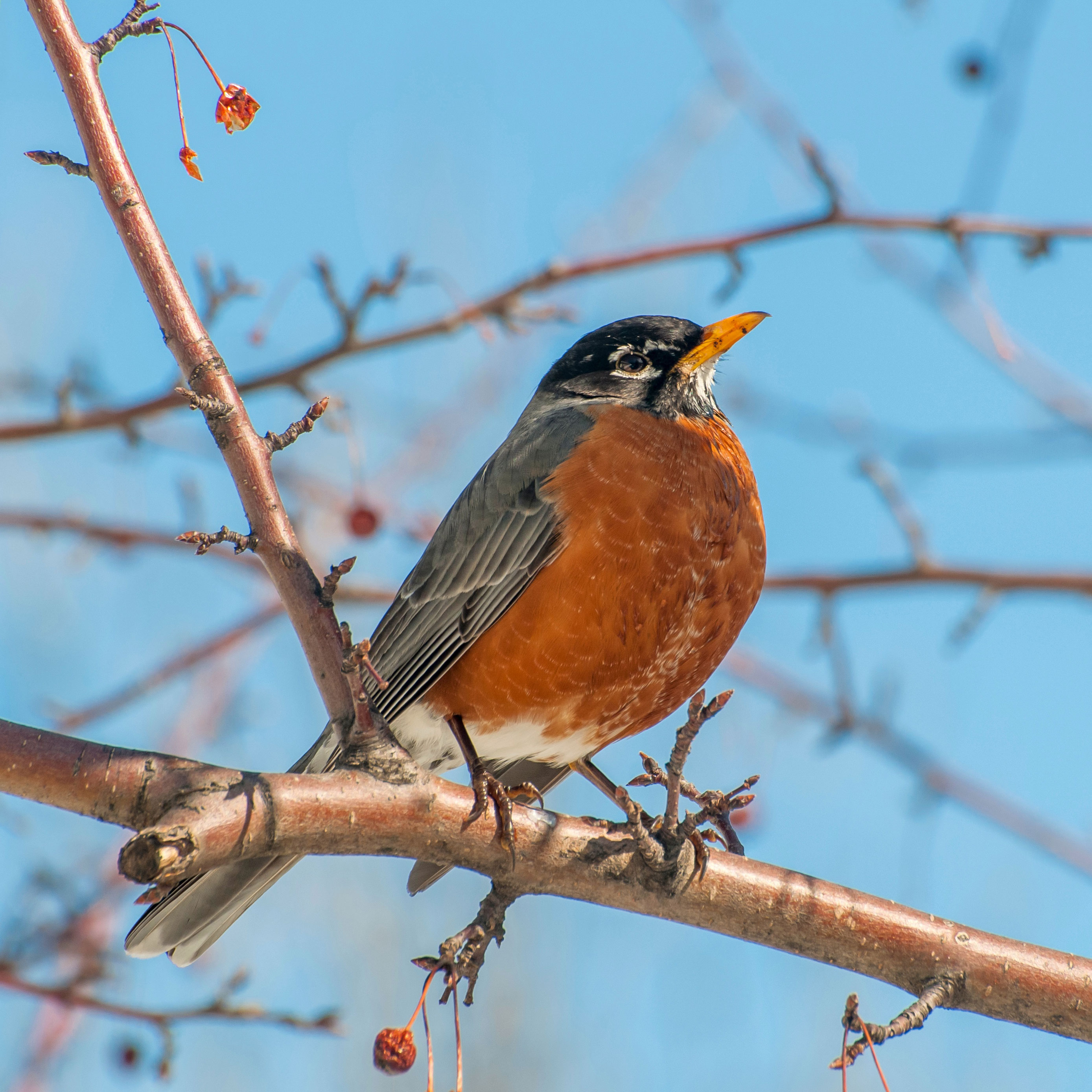 American robin sitting on branch of crab apple tree