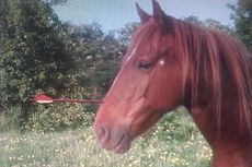 Bambi was shot by a bolt from a crossbow. Picture from Churchfield Veterinary Centre