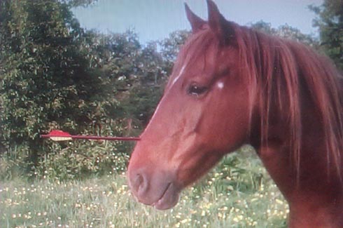 Bambi was shot by a bolt from a crossbow. Picture from Churchfield Veterinary Centre