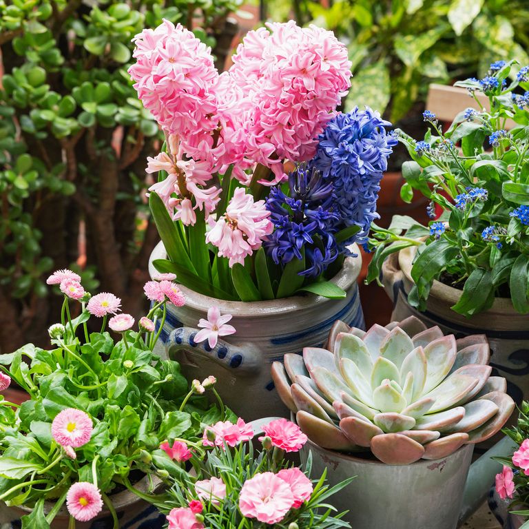 What to do with hyacinths after flowering Ideal Home