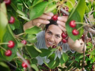 picking cherries from a cherry tree