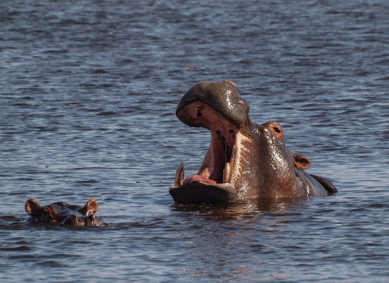 Break It Up! Territorial Hippos 'Save' Wildebeest from Crocodile Attack |  Live Science