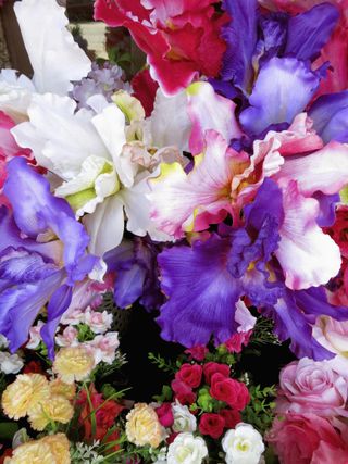 white and purple irises among roses in a border