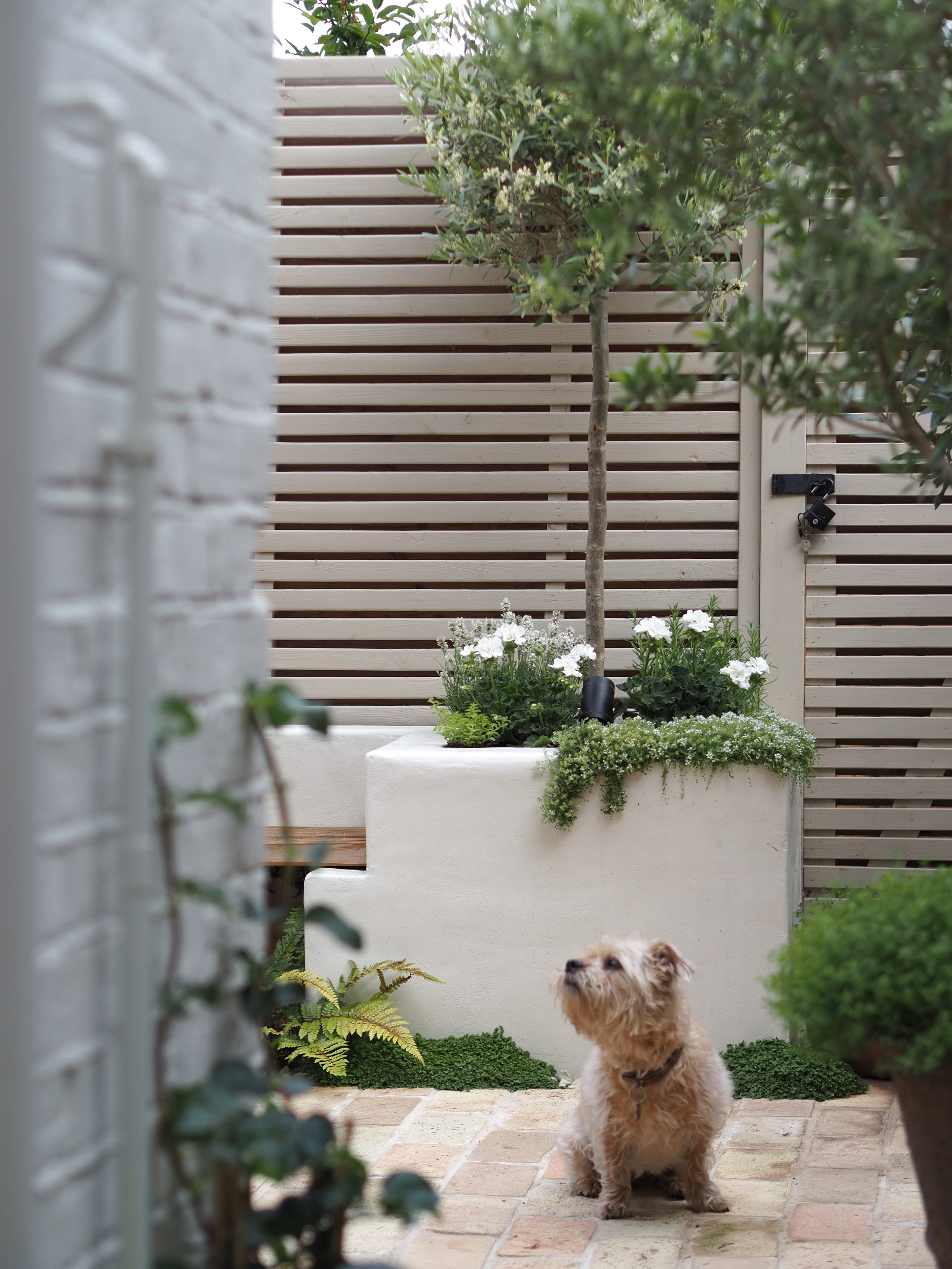 a small Mediterranean courtyard with plants and a small dog sitting on a brick floor