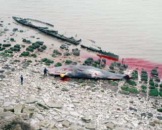 A bleeding whale stranded on the rocky shore. There is blood in the water, next to a wrecked boat.