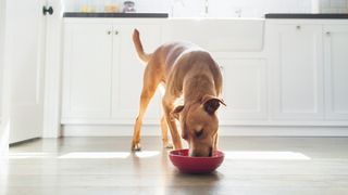 Dog food recalled: Tan dog eating a bowl of food in a kitchen