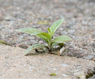 Weeding pavement slabs