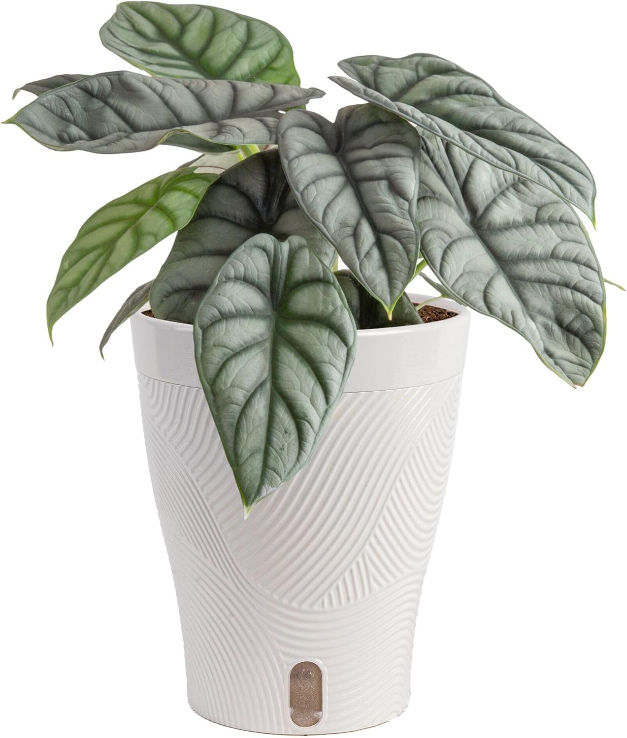 Costa Farms Live Indoor Plant, Trending Tropicals Alocasia Silver Dragon, Self Watering D&amp;eacute;cor Plant Pot, 1 Foot Tall