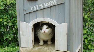 Black and white cat sitting in her own hut in garden looking out curiously