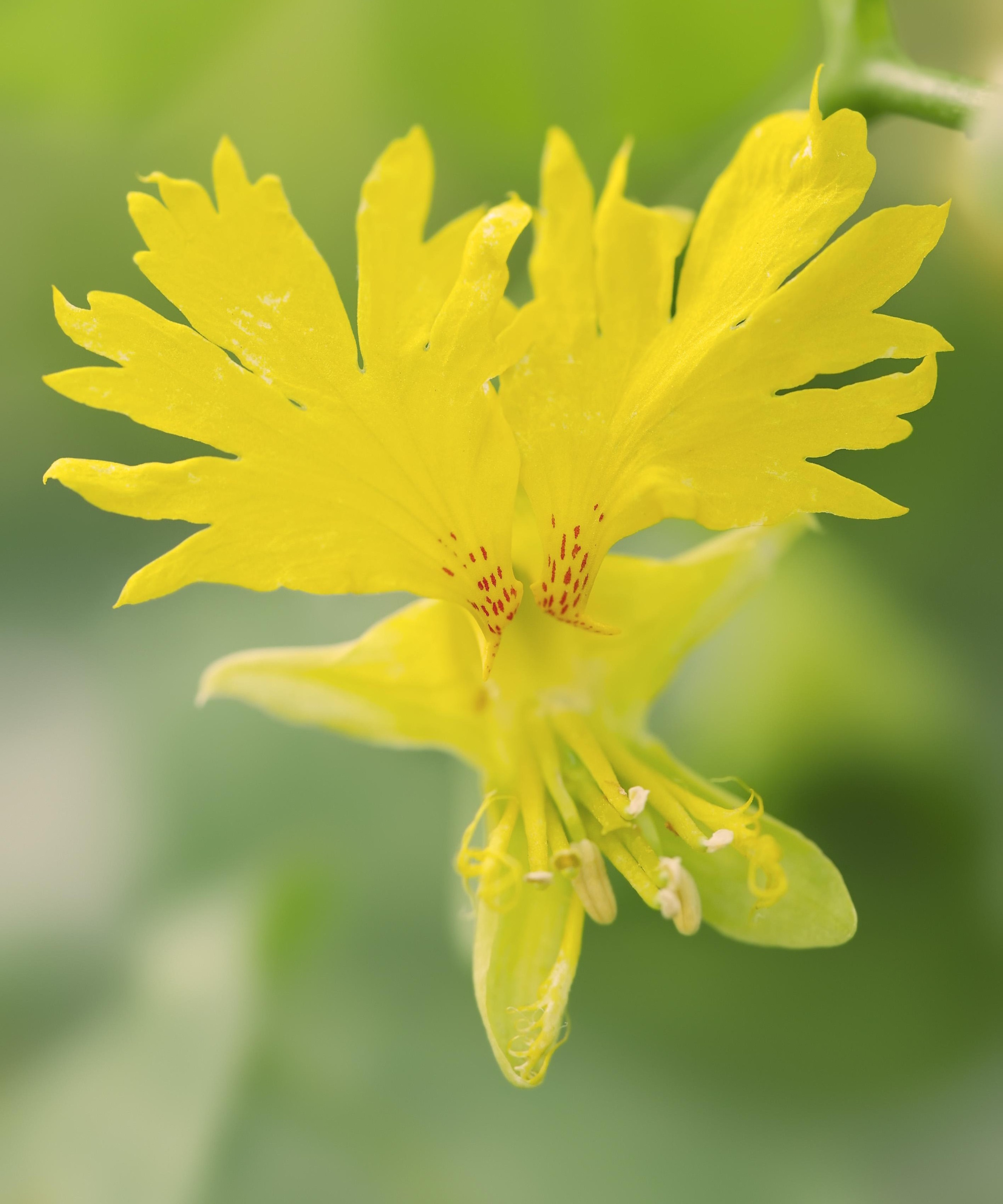 Yellow Canary creeper flower in summer
