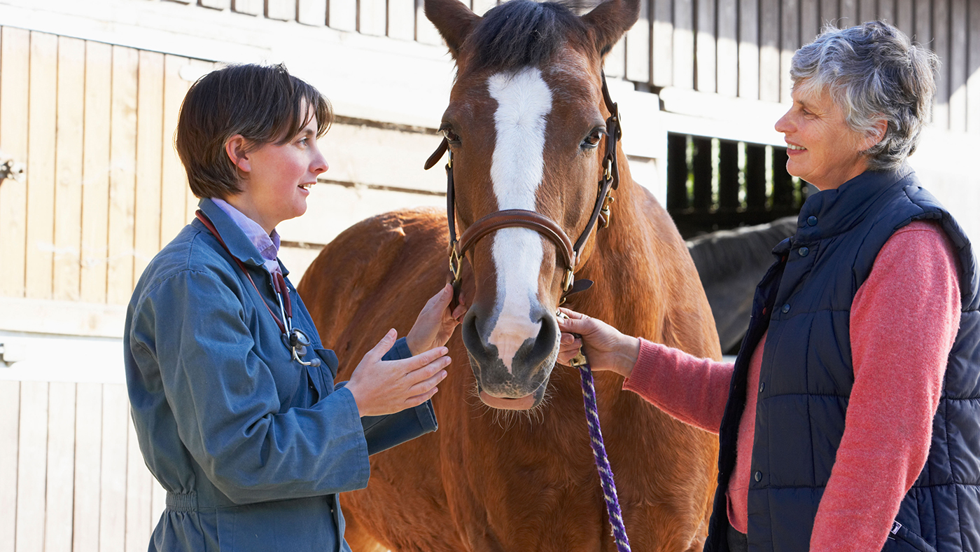 BB6DGB Vet In Discussion With Horse Owner