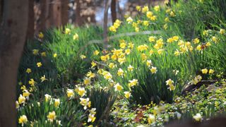 picture of daffodils on a grass verge