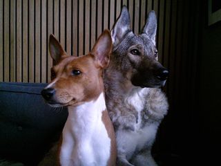 photograph of two dogs with a wooden background