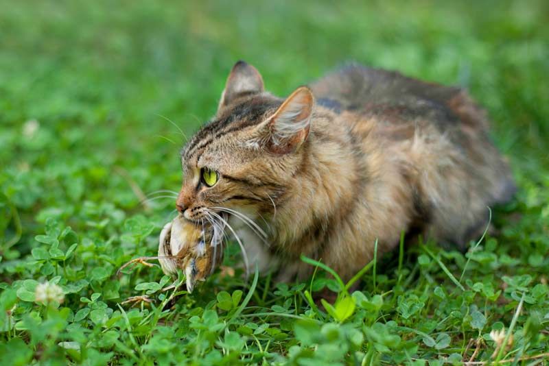 a domestic cat with bird in its mouth