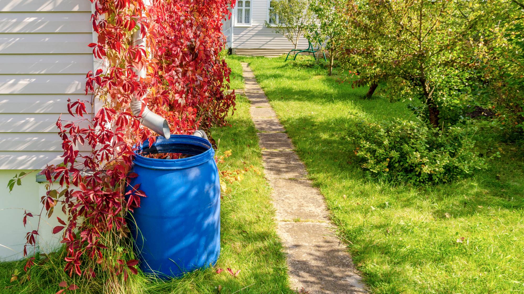 A blue rain barrel under a downspout of a house gutter under red vines