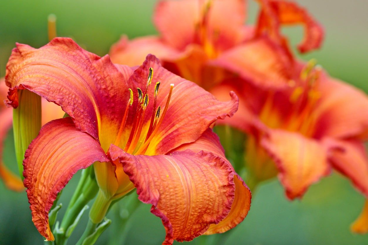 Tips For Fertilizing Daylilies: What’s The Best Daylily Food ...