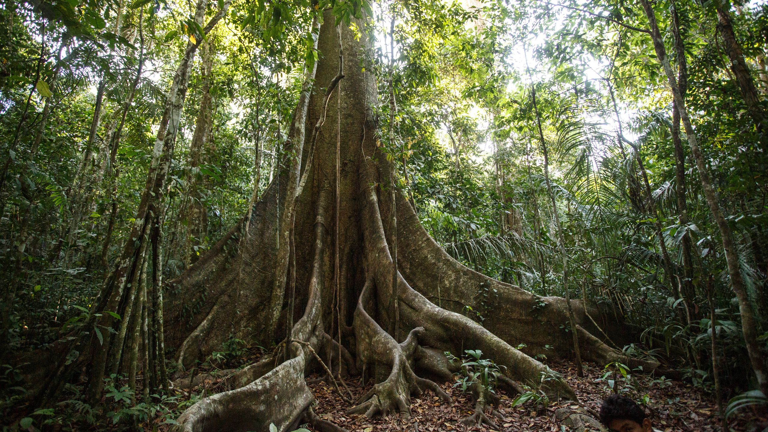 'The whole forest has changed': Amazon trees are getting fatter due to ...