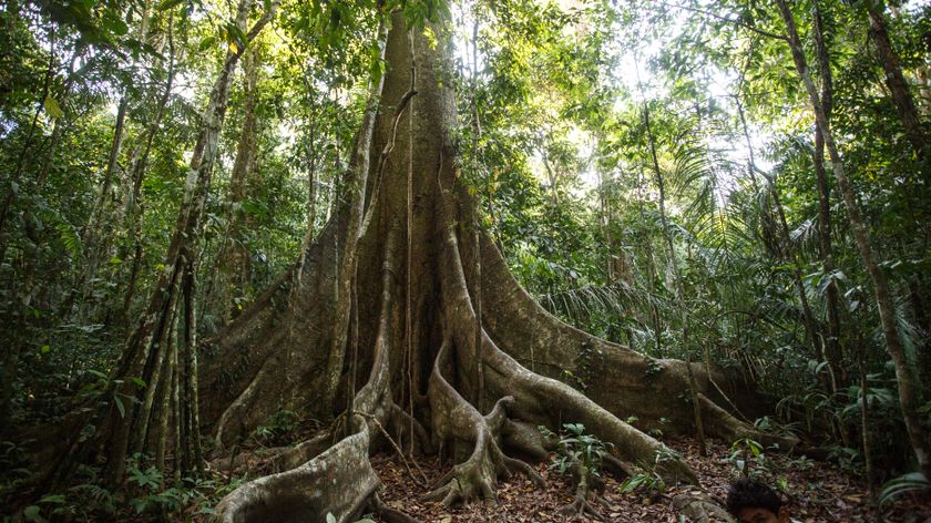 An enormous tree in the Peruvian Amazon rainforest with a thick trunk.