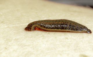 an image of a leech on the skin