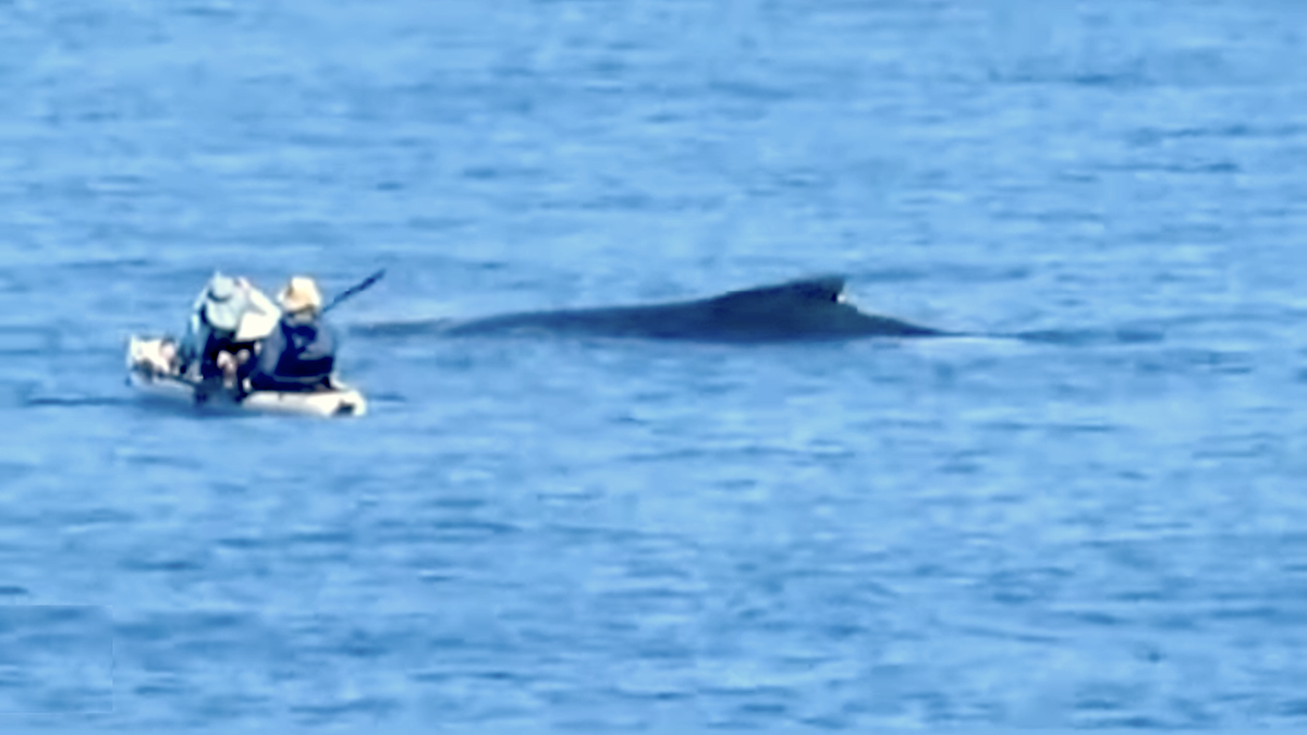 Kayekers way too close to whale in Hawaii