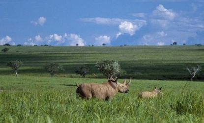 An endangered northern white rhino and its calf: Using stem cells, scientists are developing an artificial reproduction program that could help bring these animals back from the brink.