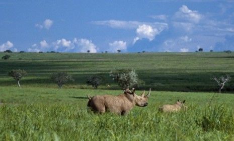 An endangered northern white rhino and its calf: Using stem cells, scientists are developing an artificial reproduction program that could help bring these animals back from the brink.