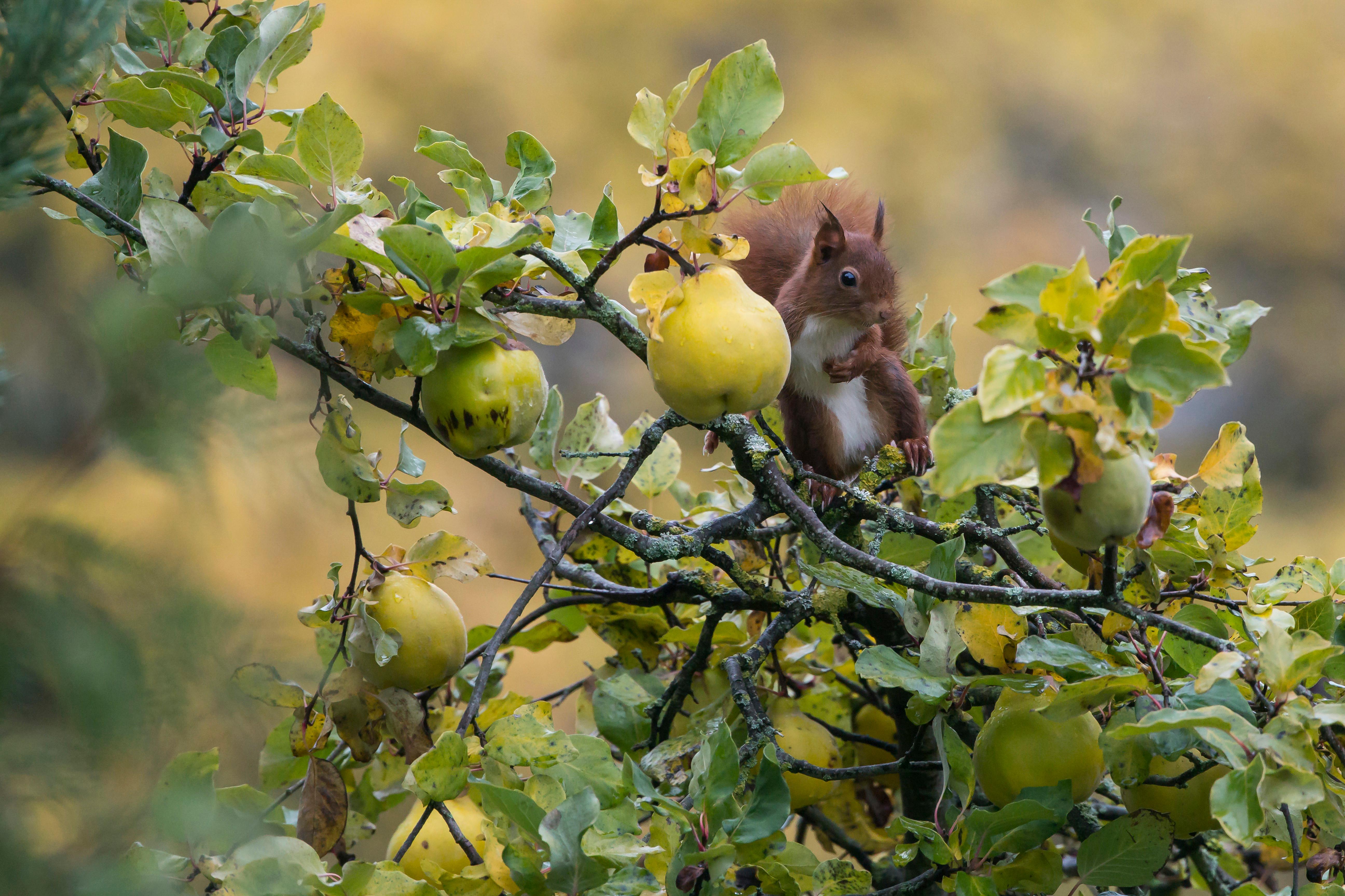 A red squirrel shares a branch on a quince tree