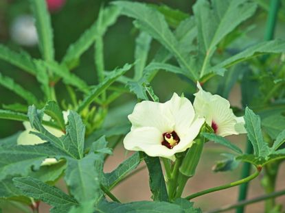 White Flowering Okra Plant