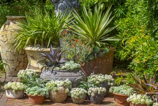A drought-tolerant backyard with succulents and cacti in pots