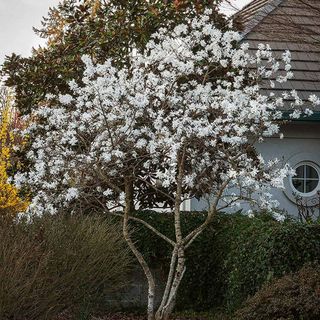 Star magnolia tree