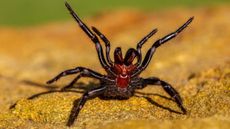 We see a black funnel web spider with a red mark on its underside. It's on the brown dirt and its four front legs are raised, showing its fangs.