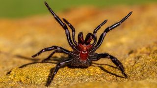 We see a black funnel web spider with a red mark on its underside. It's on the brown dirt and its four front legs are raised, showing its fangs.