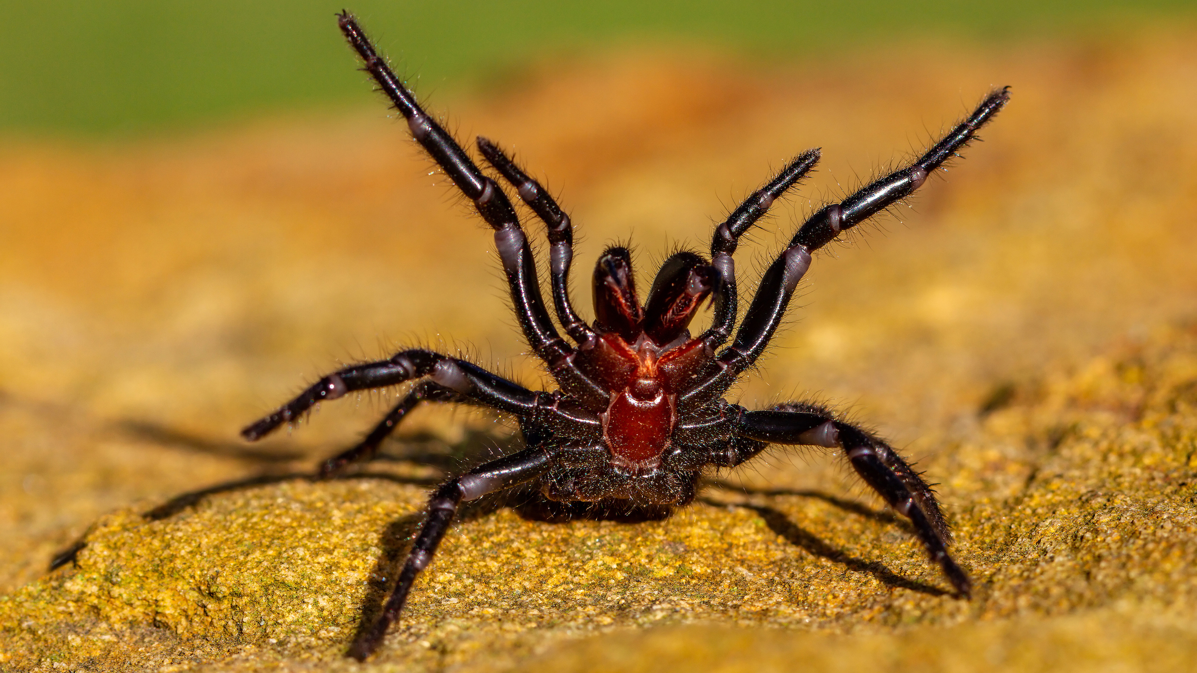 Black Widow: America's most venomous spider, News