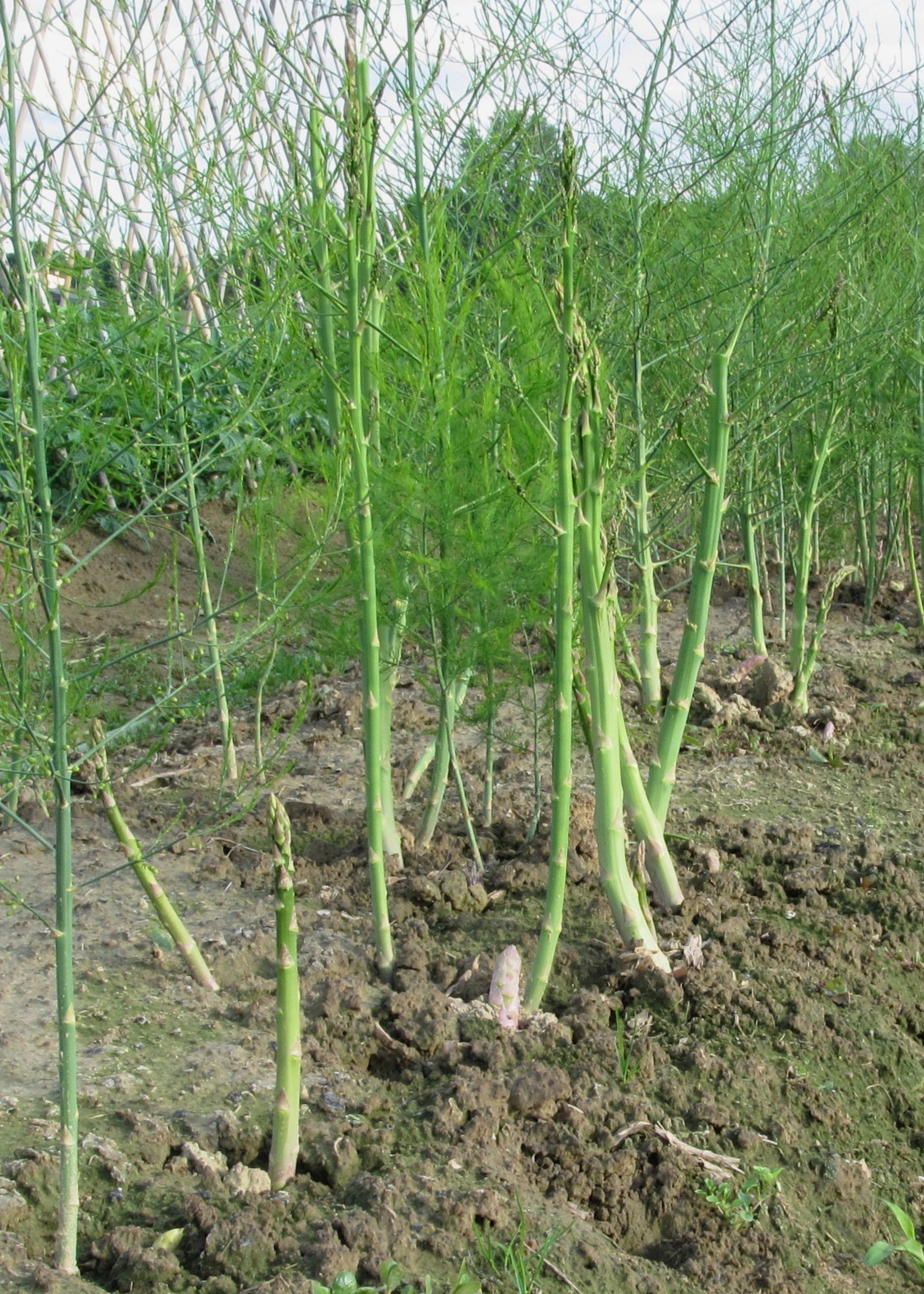 Monty Don's asparagus growing tips Homes & Gardens