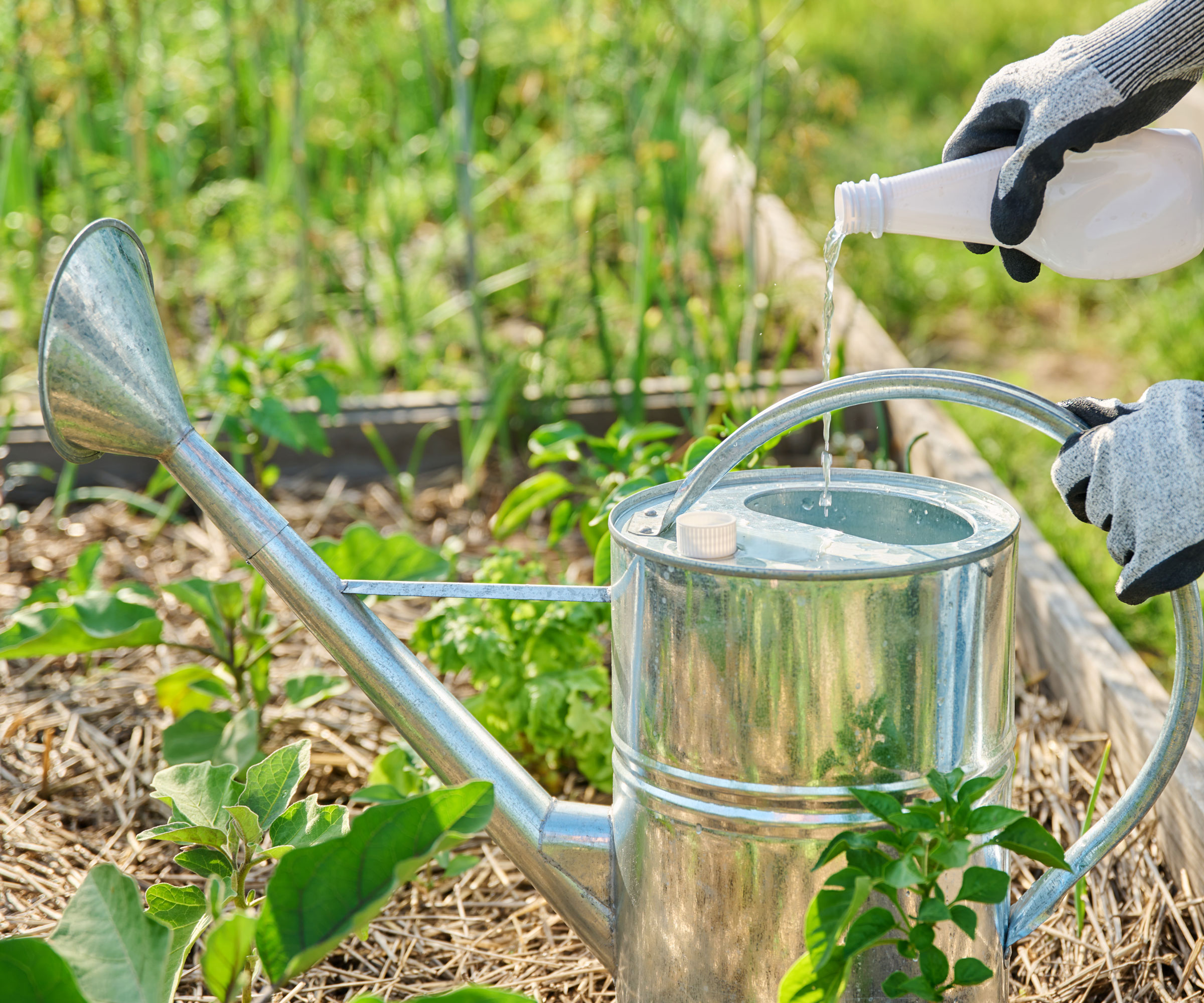 silver watering can being filled with liquid fertilizer