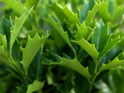 Green Oak Leaf Holly Plant