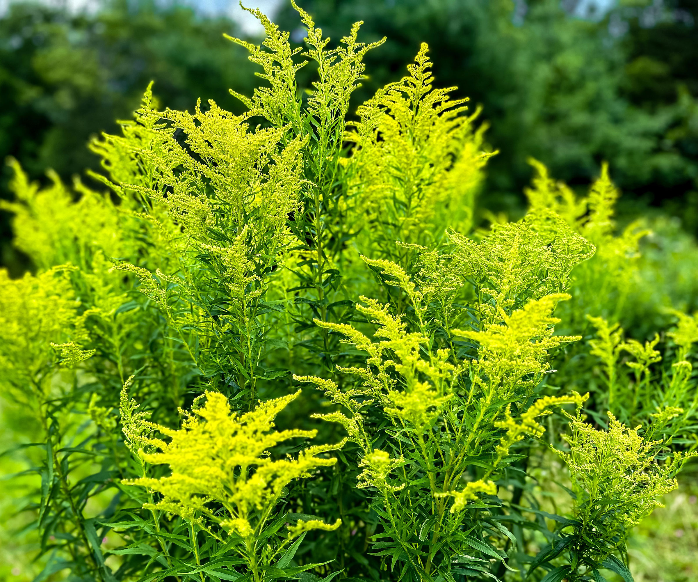 goldenrod plant showing yellow fronds