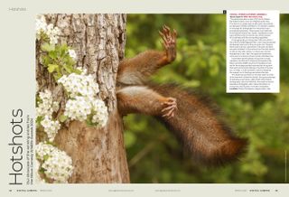 Image showing the first two pages of the Hotshots gallery in issue 291 (March 2025) of Digital Camera magazine, showcasing the winning entries of the Nikon Comedy Wildlife Awards 2024 photo competition