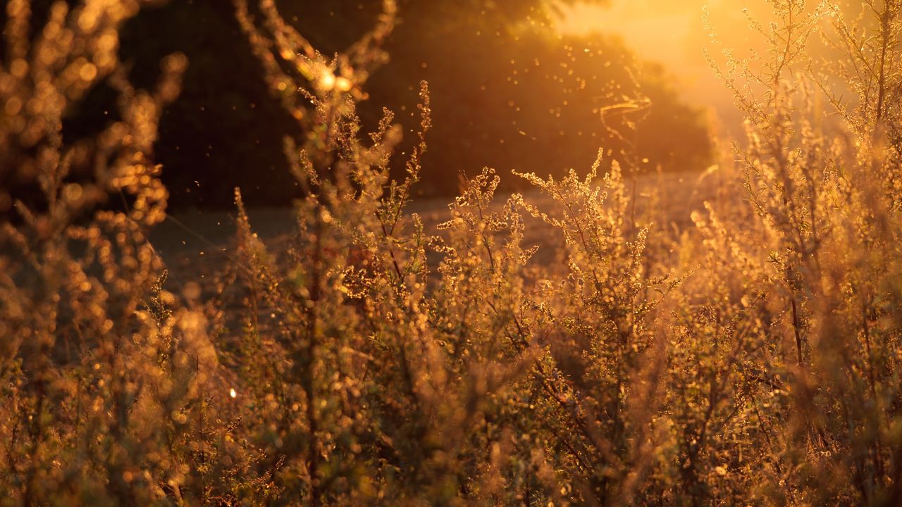 Summer grasses with pollen during sunset