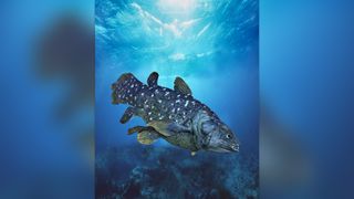 Coelacanth in ocean.