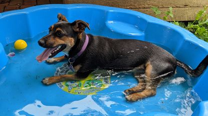 독일 셰퍼드 강아지는 냉각 된 패들 수영장에 누워 있습니다