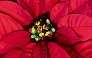 Red plant called Poinsettia or Christmas's star.