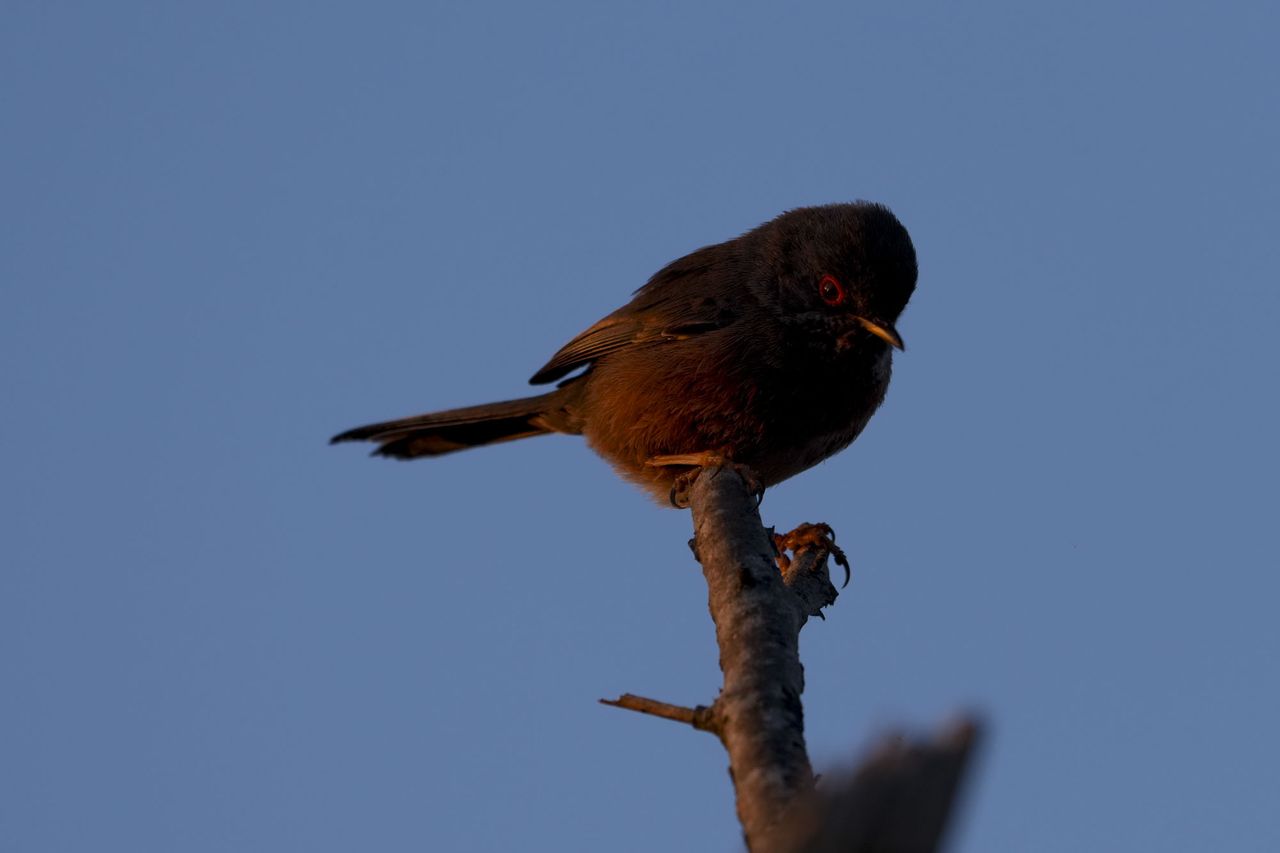 A dartford warbler bird on a branch at first light